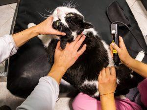r therapy for pain management in pets